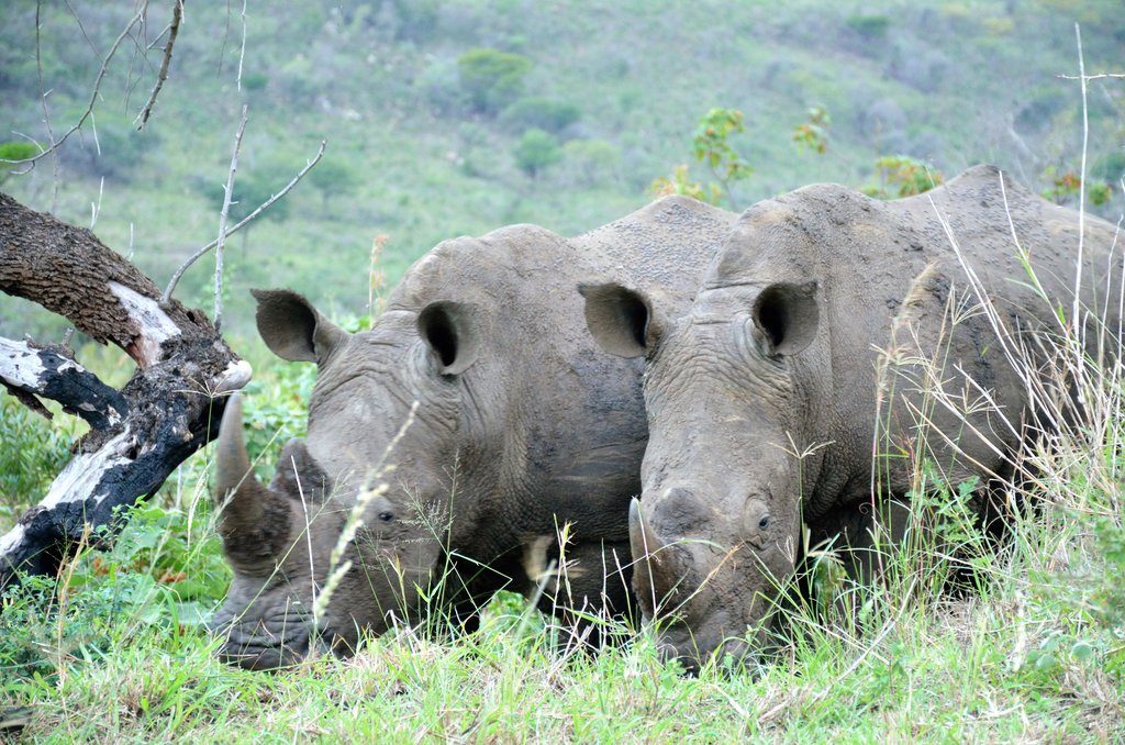hluhluwe umfolozi game reserve, hluhluwe imfolozi Park, big five in South Africa, wildlife safari in South Africa