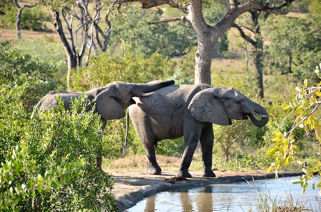 safari in Kruger National Park, Kruger National Park safari, Sabi Sabi Game Reserve, the Kruger National Park