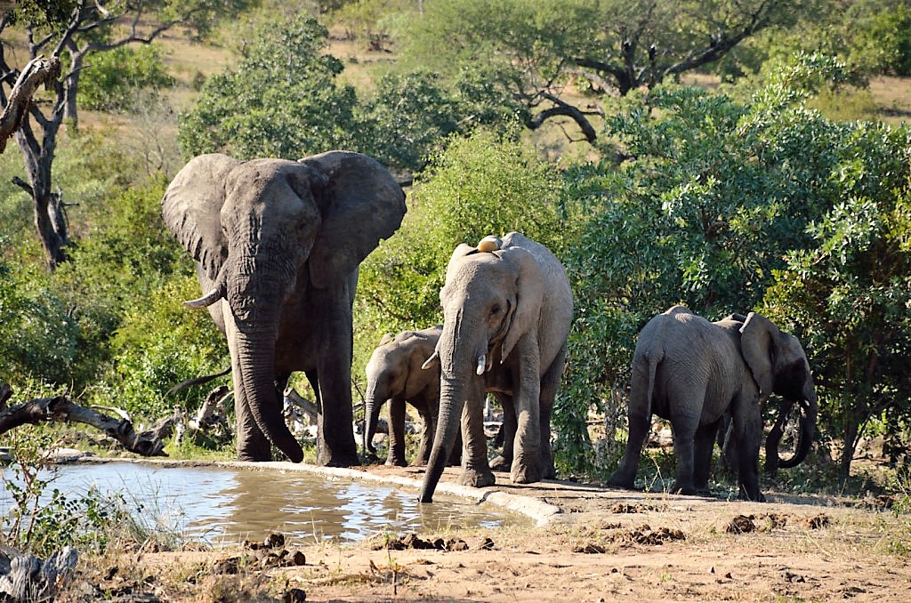 Widllife Safari in Kruger National Park and Sabi Sabi Game Reserve