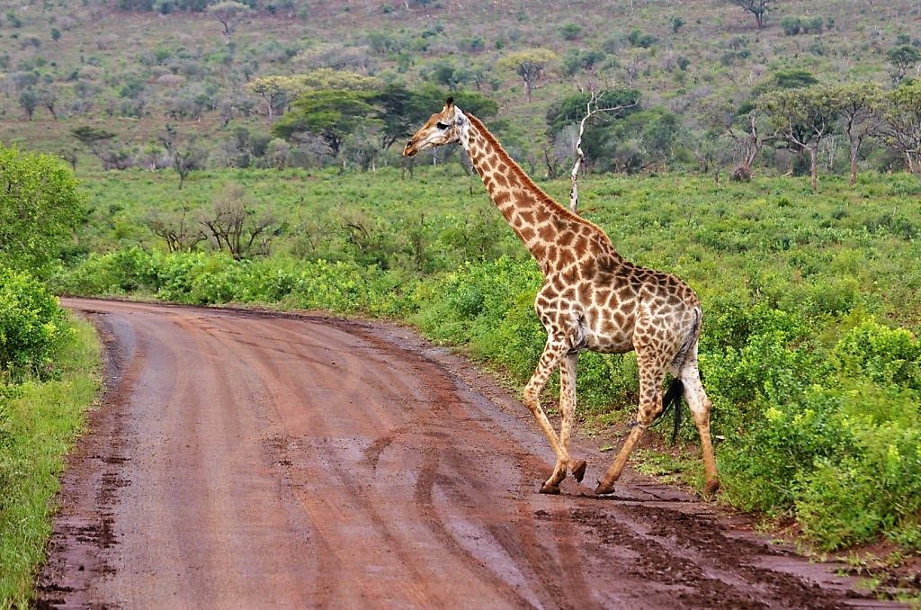 safari in Kruger National Park, Kruger National Park safari, the Kruger National Park, Sabi Sabi Game Reserve