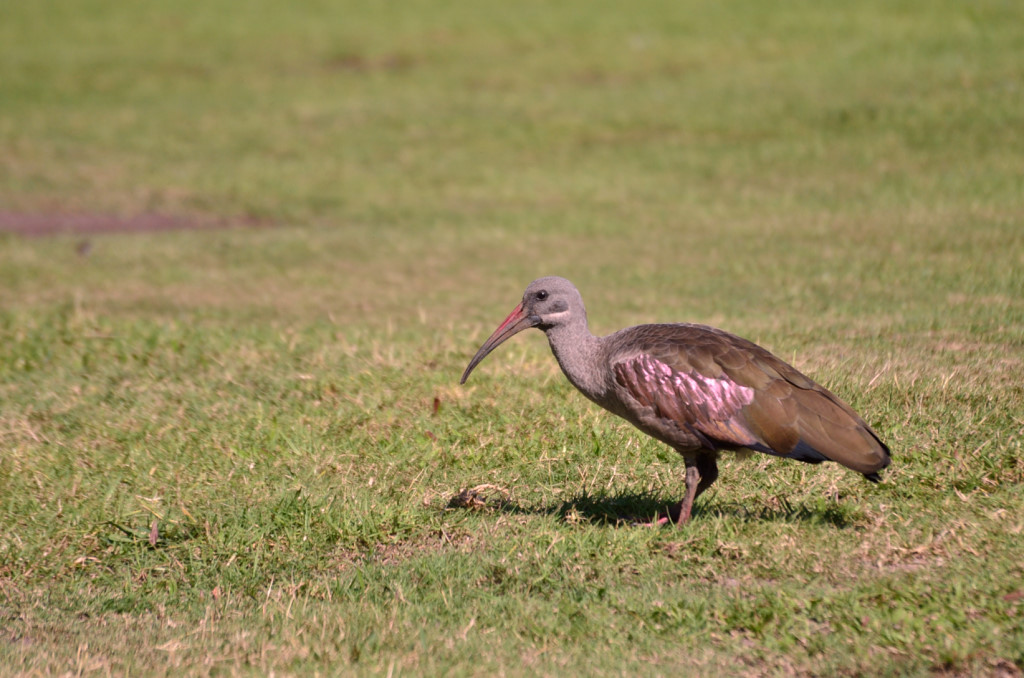 Widllife Safari in Kruger National Park and Sabi Sabi Game Reserve