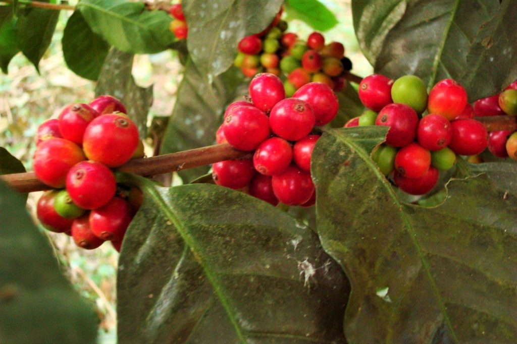 History of coffee in India