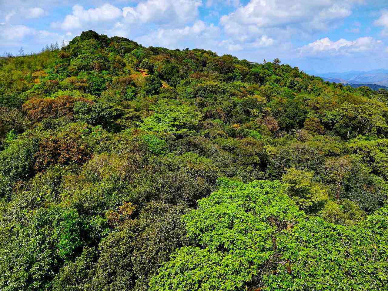 OYO Coorg Treehouse - Better than any homestay near Madikeri