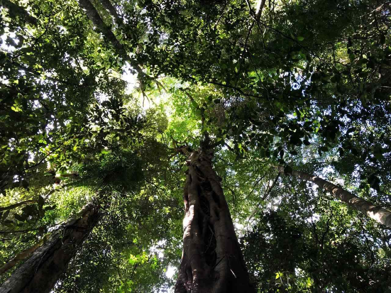 Things to do in Gold Coast Hinterland- Visit a 23 million year old ...