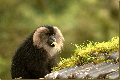 liontailedmacaque