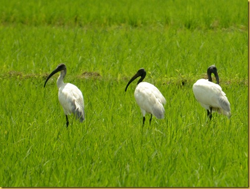 black headed ibis photos 