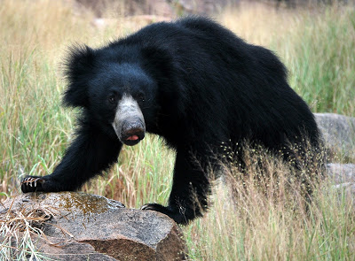 Sloth bears in Daroji