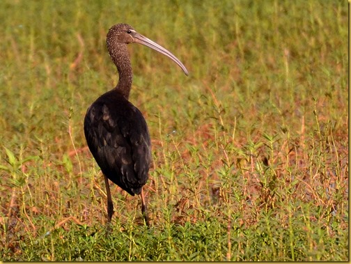 glossy ibis birding Goa photo, Goa birds, Goa Birding Glossy Ibis photo