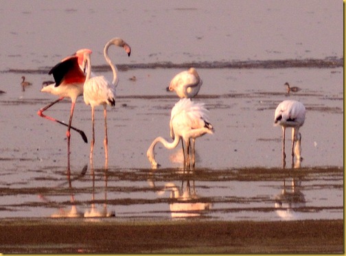 flamingos chennai photo, flamingos chennai pallikarnai marshes photo