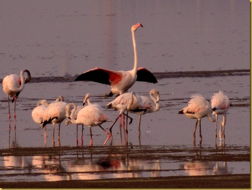 flamingos chennai photo, flamingos chennai pallikarnai marshes photo