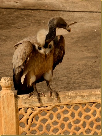 orchha long billed vulture, photo long billed vulture india