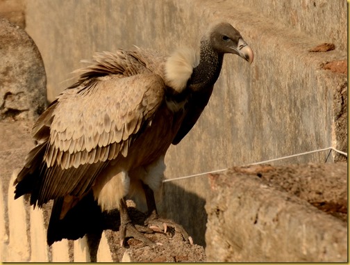 orchha long billed vulture, photo long billed vulture india