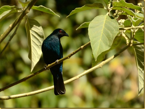 asian-fairy-blue-bird-ganeshgudi