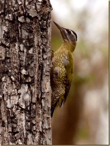 bandipur-streakthroatedwoodpecker