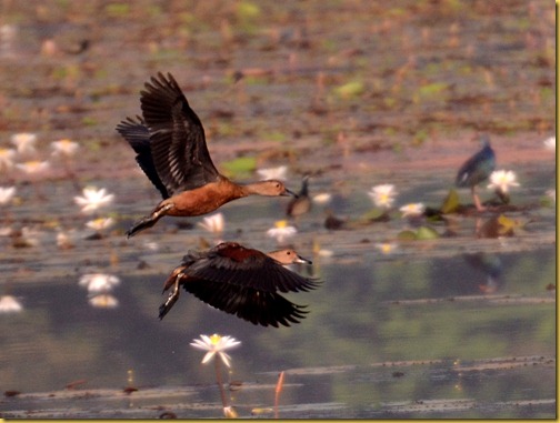 birds-goa-lesserwhistlingducks