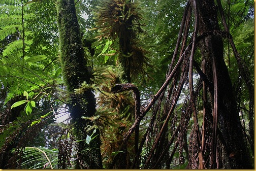 borneo-rainforest