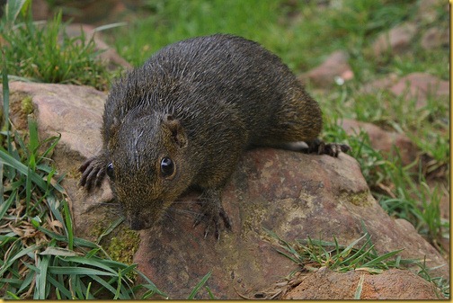 borneo-squirrel