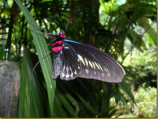 butterfly park