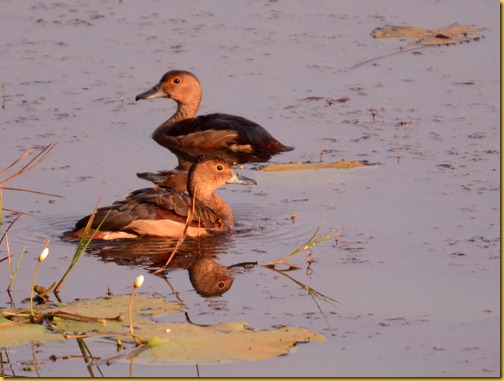 lesser whistling ducks - Goa