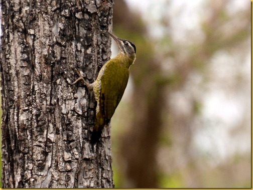 streakthroatedwoodpecker-bandipur