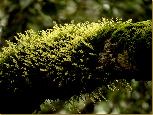 valparai-orchids on trees