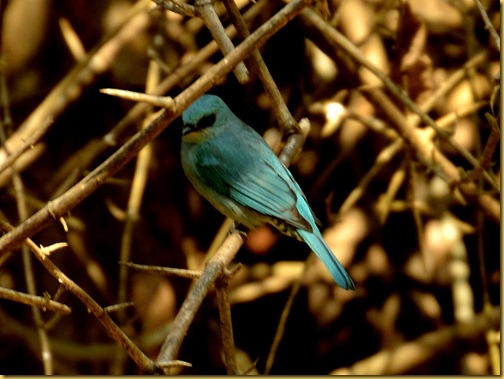 verditer flycatcher - ganeshgudi