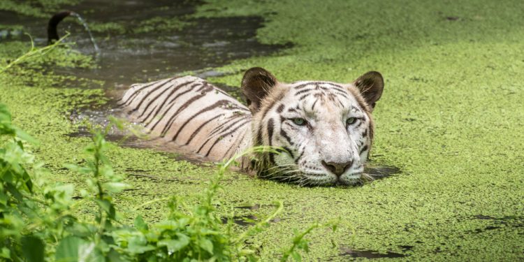 Sundarban Tourism