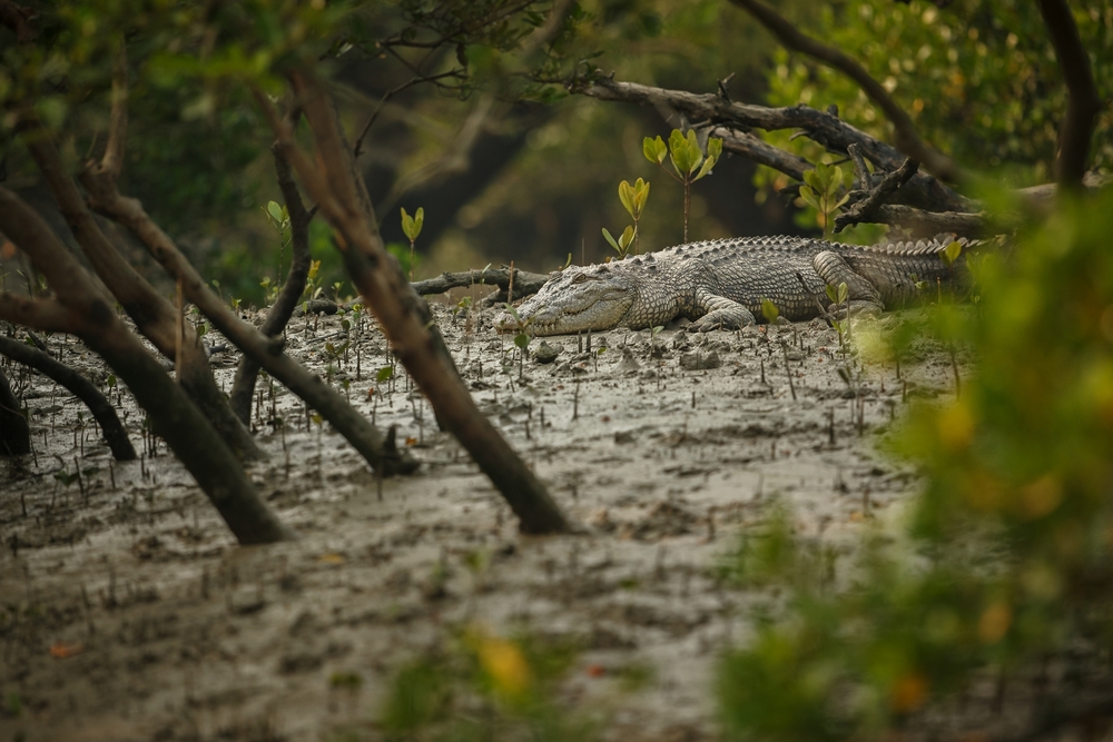 Sundarbans Mangrove Forest, Largest mangrove forest, Sundarban Tiger Reserve, Sundarban Biosphere Reserve