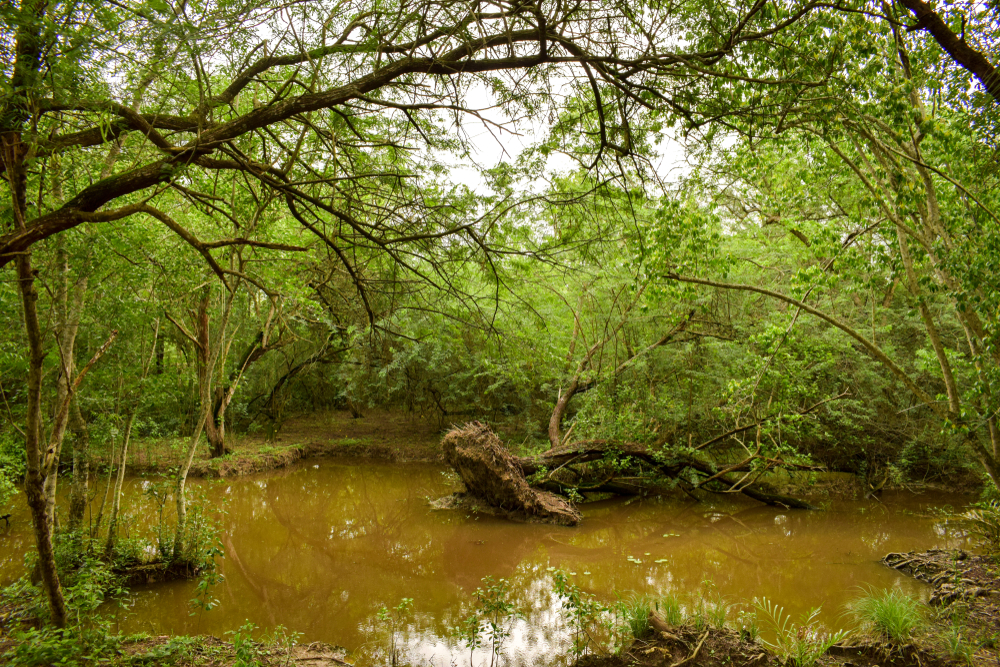 Sundarbans Biosphere Reserve