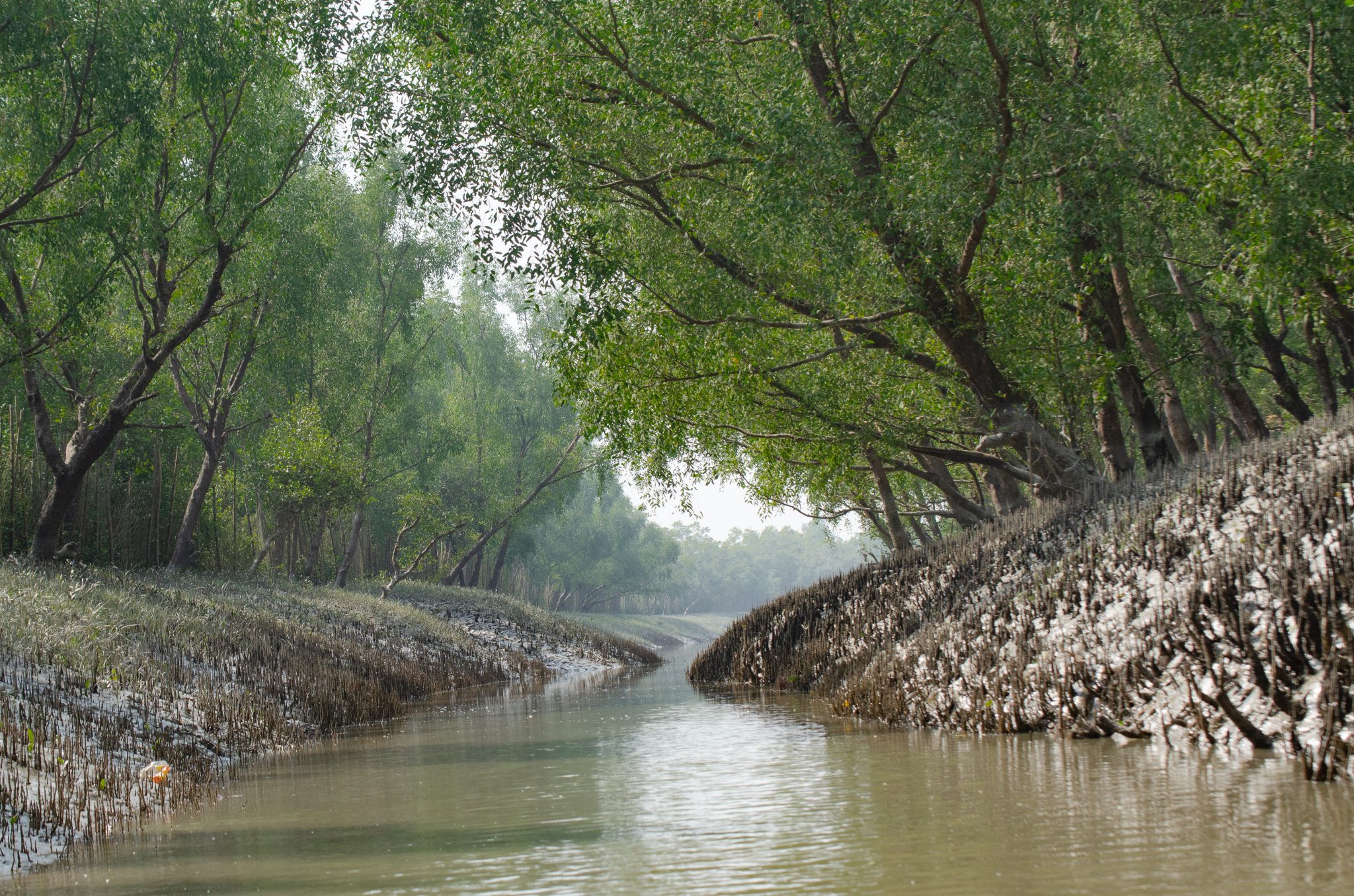 Visit Sundarbans Mangrove Forest Largest Mangrove Forests Now