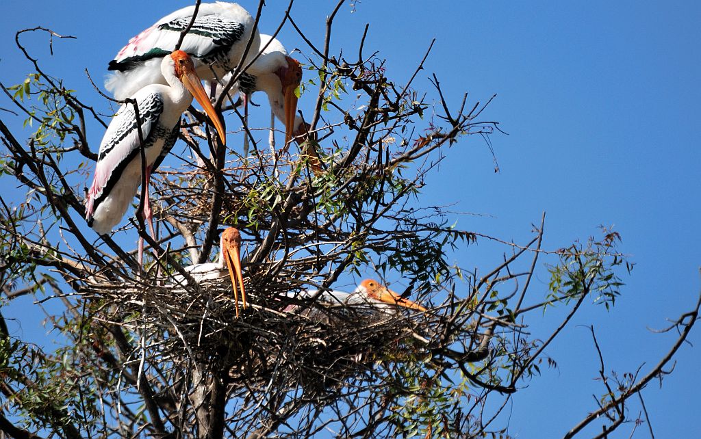 Kaggaladu Bird Sanctuary, painted stork birds