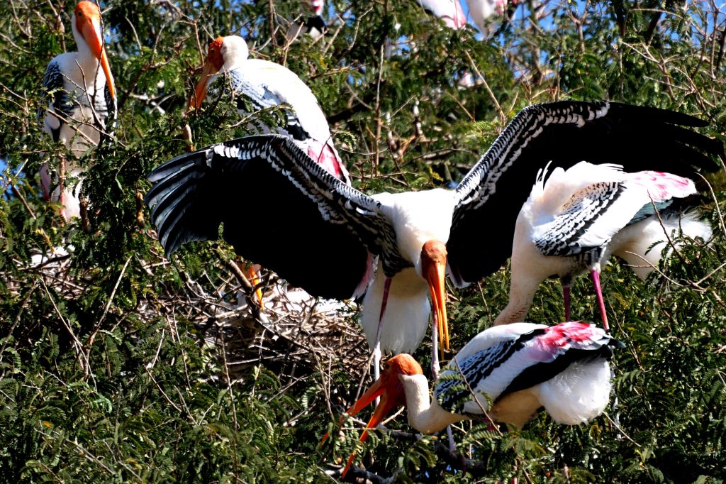 Kaggaladu Bird Sanctuary, painted stork birds