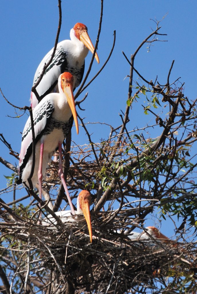 Kaggaladu Bird Sanctuary, painted stork birds