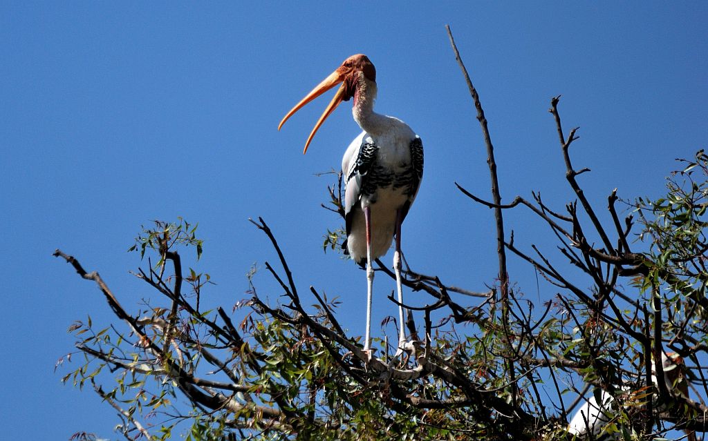 Kaggaladu Bird Sanctuary, painted stork birds