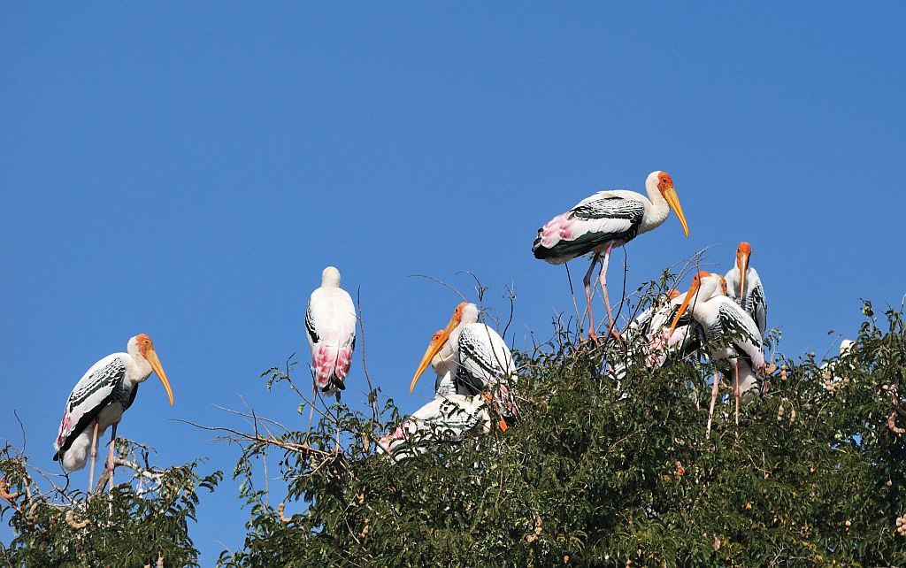 Kaggaladu Bird Sanctuary, painted stork birds