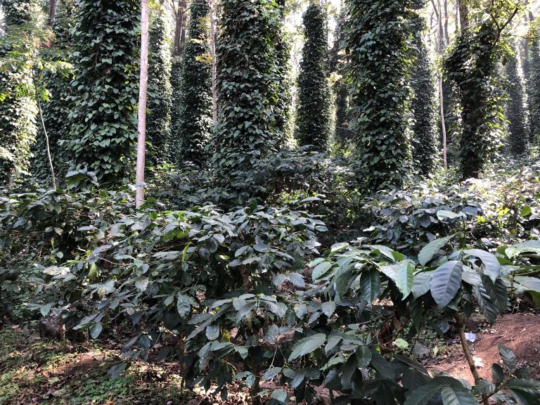 Araku Valley Coffee - Andhra Pradesh's best kept secret