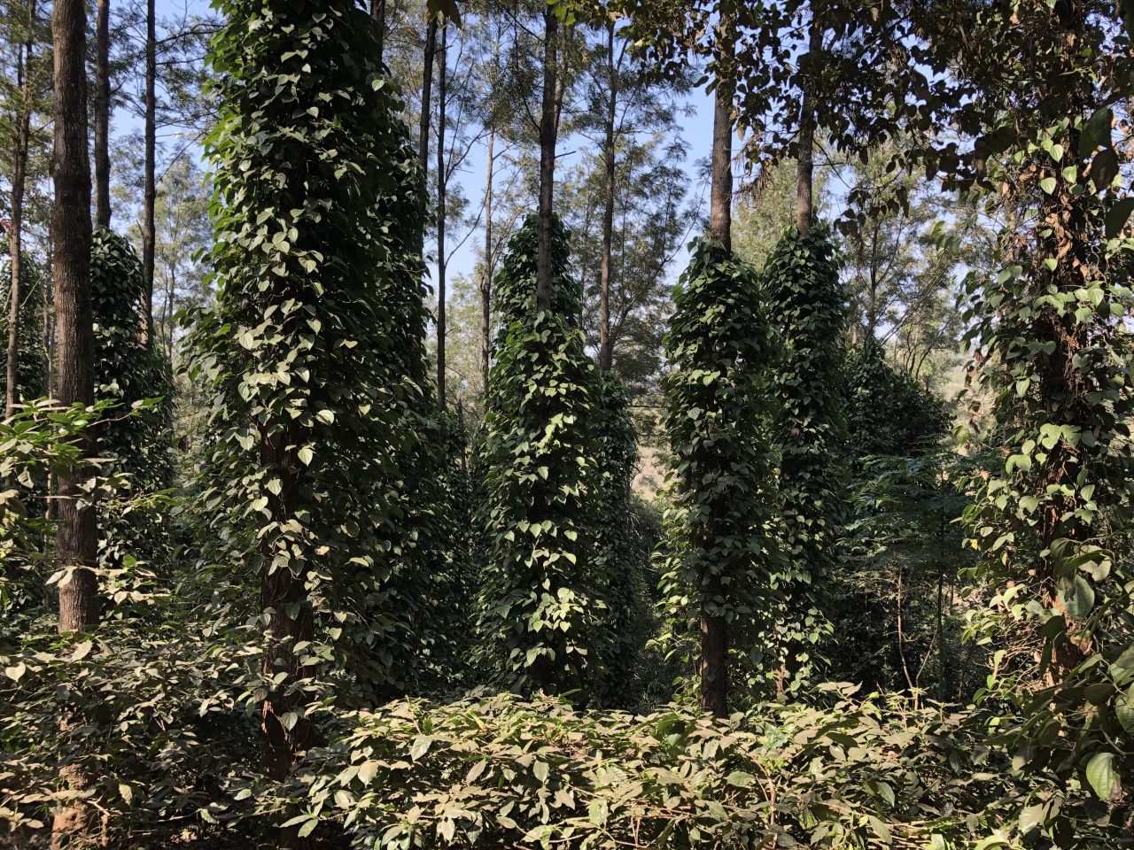 Araku Valley Coffee - Andhra Pradesh's best kept secret