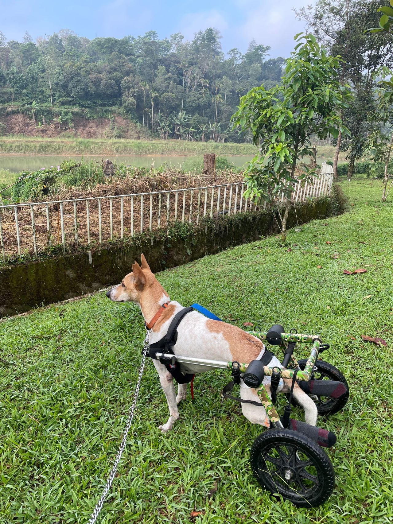 Aurika Pet friendly resort in