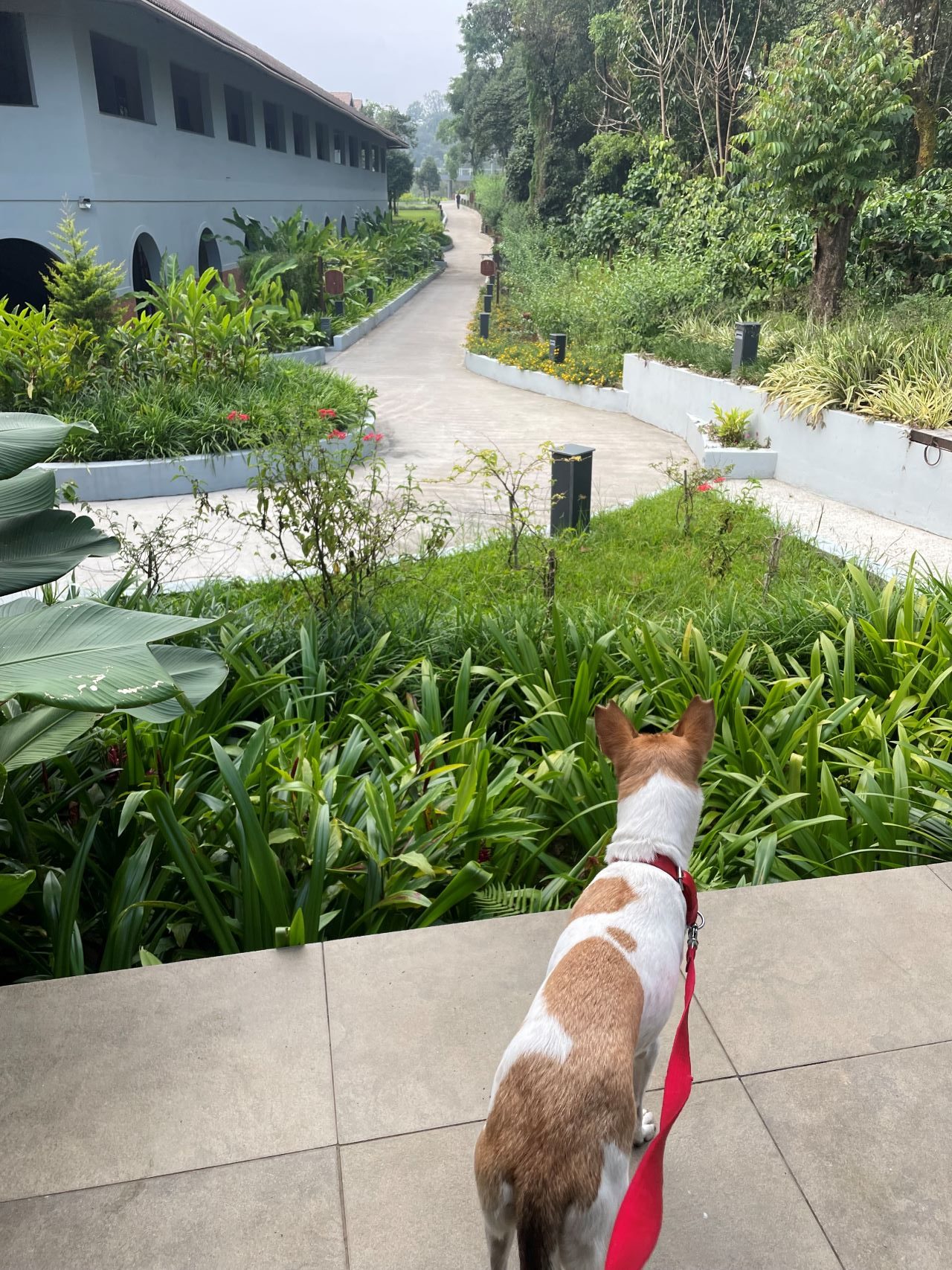 Aurika Pet friendly resort in