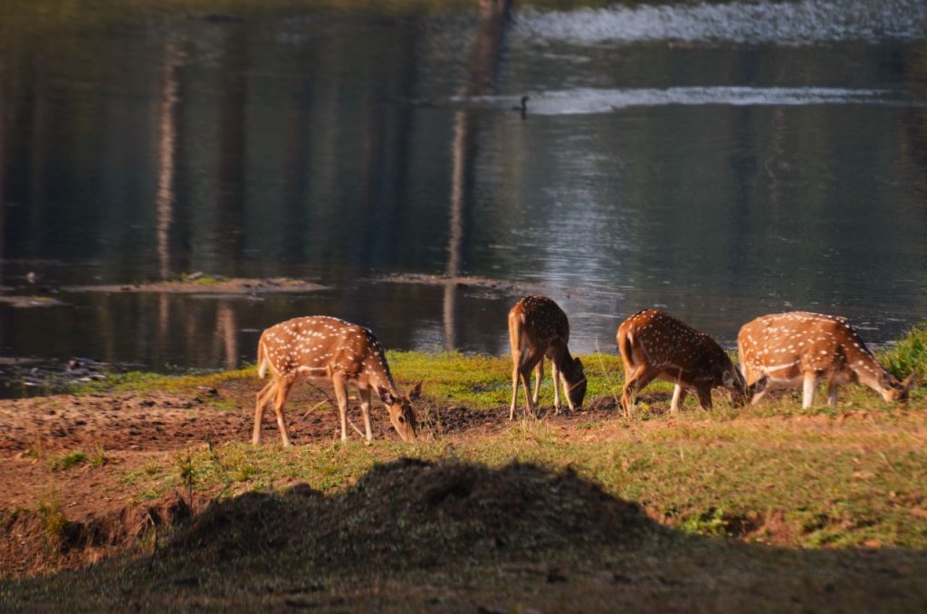 pench tiger reserve best time to visit