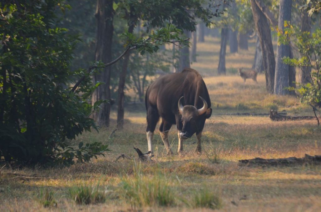 pench tiger reserve best time to visit