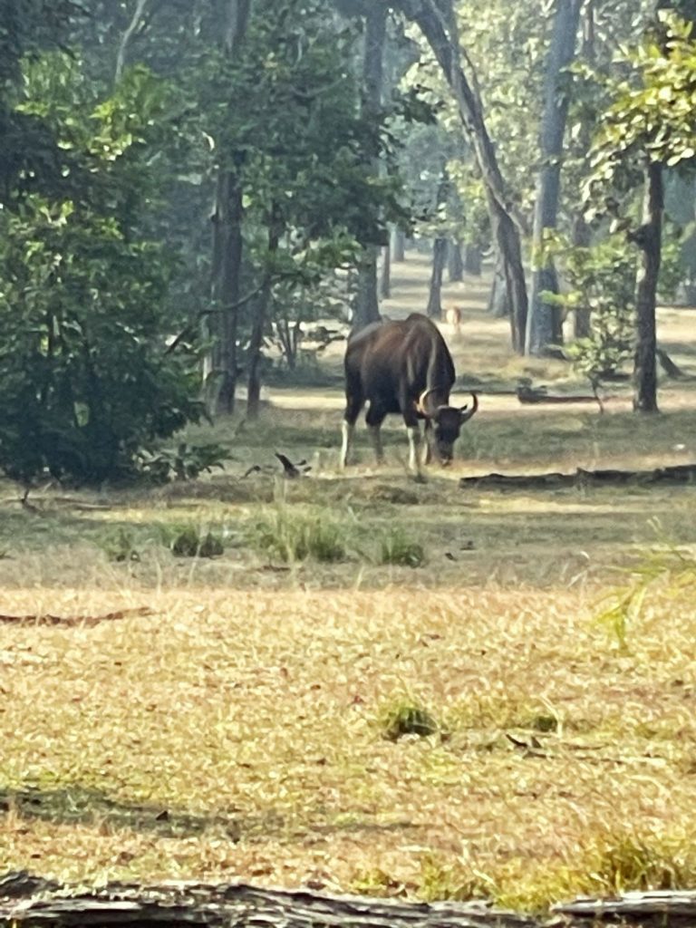 pench tiger reserve best time to visit