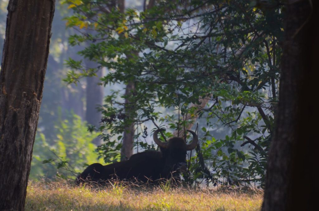 pench tiger reserve best time to visit