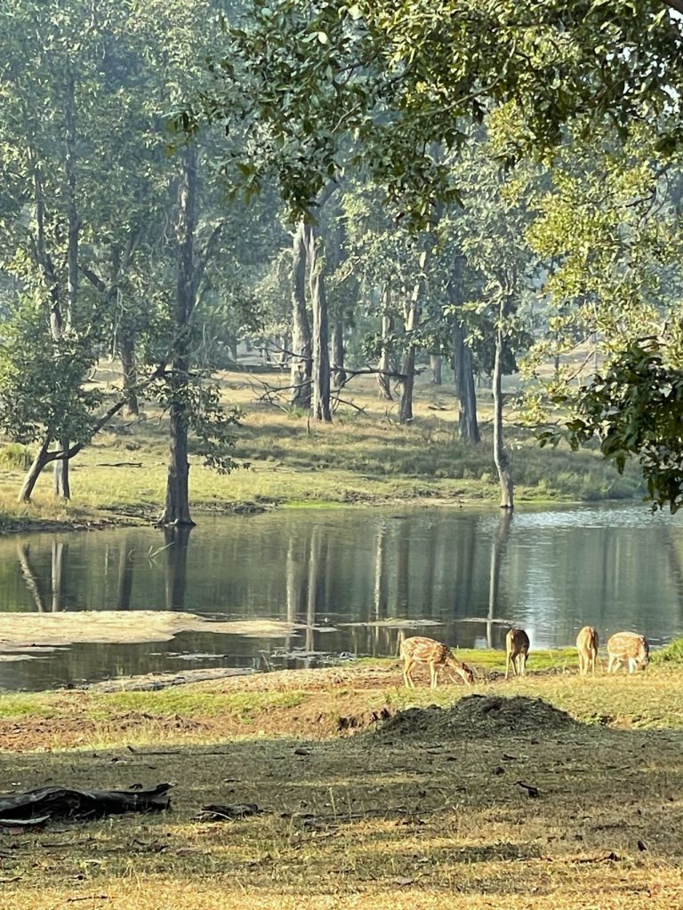 pench tiger reserve best time to visit