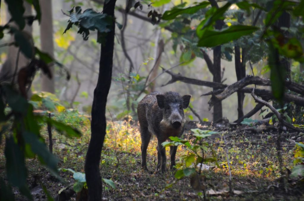 pench tiger reserve best time to visit