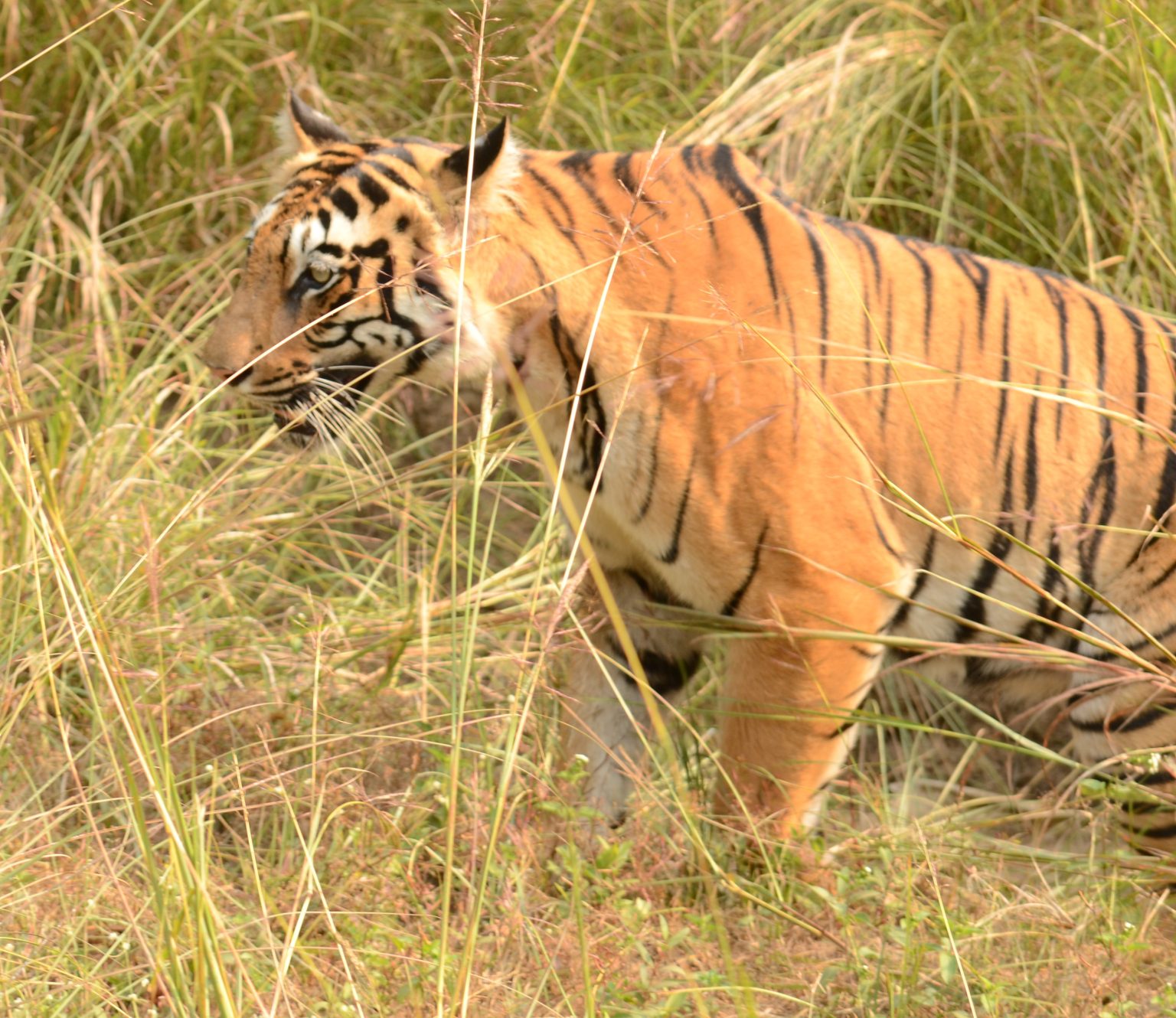 Tadoba National Park - Tadoba Andharai Tiger Reserve Guide